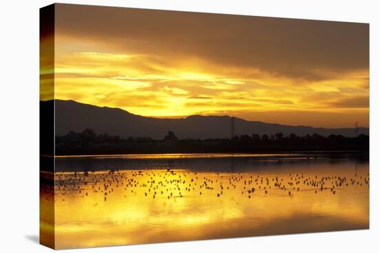 Shorebirds on Salt Pond at Sunrise-null-Premier Image Canvas