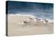 Shorebirds on Sand I Blue-Danhui Nai-Stretched Canvas
