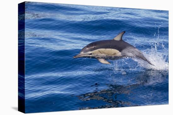 Short-Beaked Common Dolphin (Delphinus Delphis) Breaking the Surface and Leaping from the Water-Brent Stephenson-Premier Image Canvas