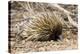 Short-beaked Echidna-Matthew Oldfield-Premier Image Canvas