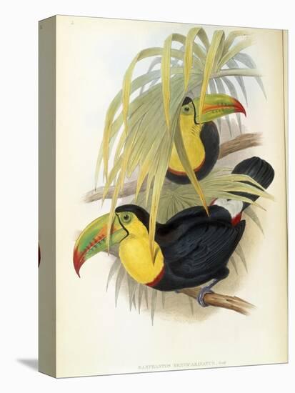 Short-Billed Toucan-John Gould-Premier Image Canvas
