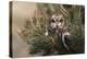 Short-eared owl (Asio flammeus) captive, Holy Island, Northumberland, England-Ann and Steve Toon-Premier Image Canvas