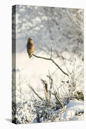 Short-Eared Owl (Asio Flammeus) Perched on a Branch, Worlaby Carr, Lincolnshire, England, UK-Danny Green-Premier Image Canvas