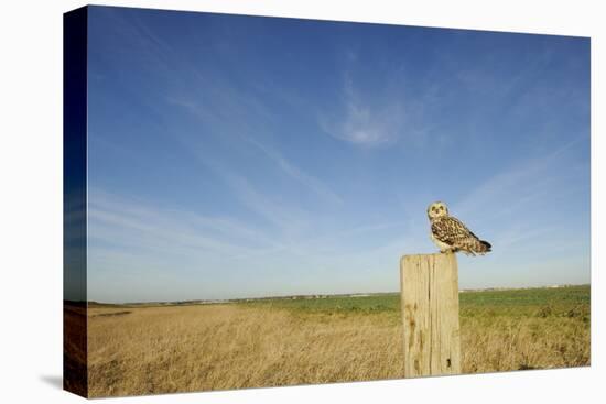 Short-Eared Owl (Asio Flammeus) Perched on Post, Wallasea Island Wild Coast Project, Essex, UK-Terry Whittaker-Premier Image Canvas