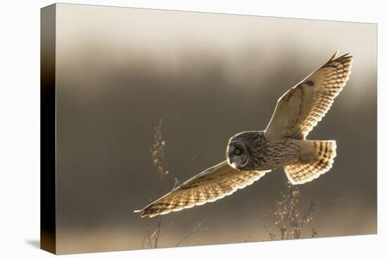 Short-Eared Owl Hunting-Ken Archer-Premier Image Canvas