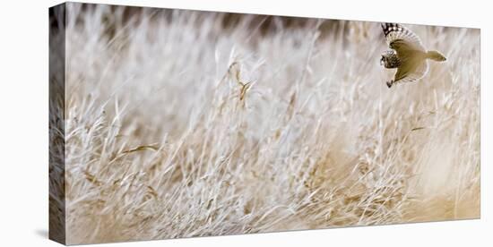 Short-eared owl in flight, Canada-Art Wolfe Wolfe-Premier Image Canvas