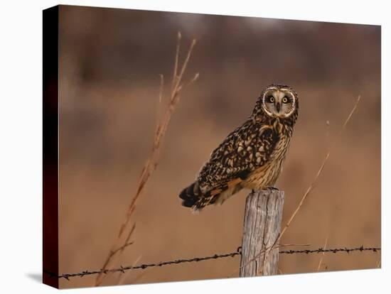 Short eared owl resting on fence post-Michael Scheufler-Premier Image Canvas