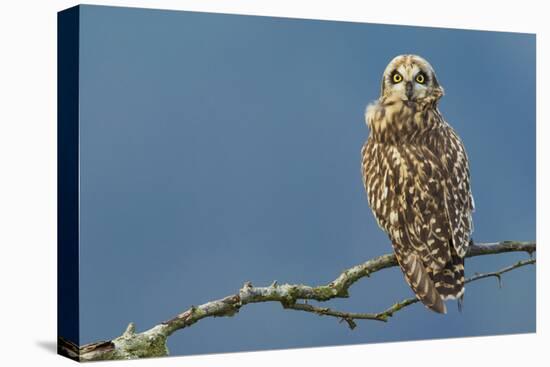 Short-Eared Owl-Ken Archer-Premier Image Canvas
