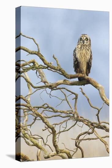 Short-eared owl-Ken Archer-Premier Image Canvas