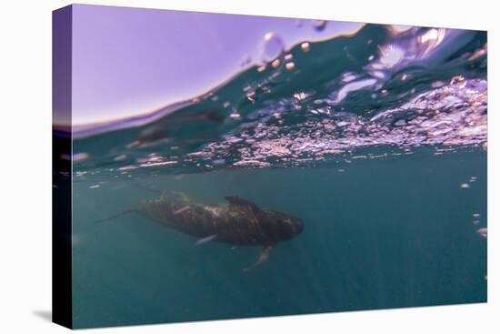 Short-finned pilot whale (Globicephala macrorhynchus), underwater off Isla San Marcos, Mexico-Michael Nolan-Premier Image Canvas