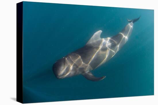 Short-finned pilot whale (Globicephala macrorhynchus), underwater off Isla San Marcos, Mexico-Michael Nolan-Premier Image Canvas