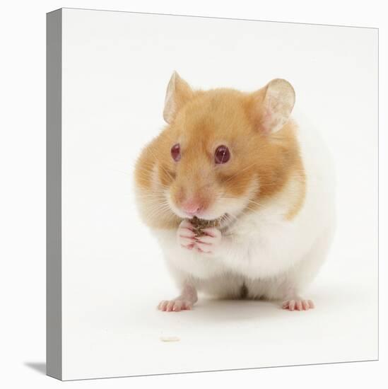 Short-Haired Syrian Hamster Stuffing its Pouches-Mark Taylor-Premier Image Canvas