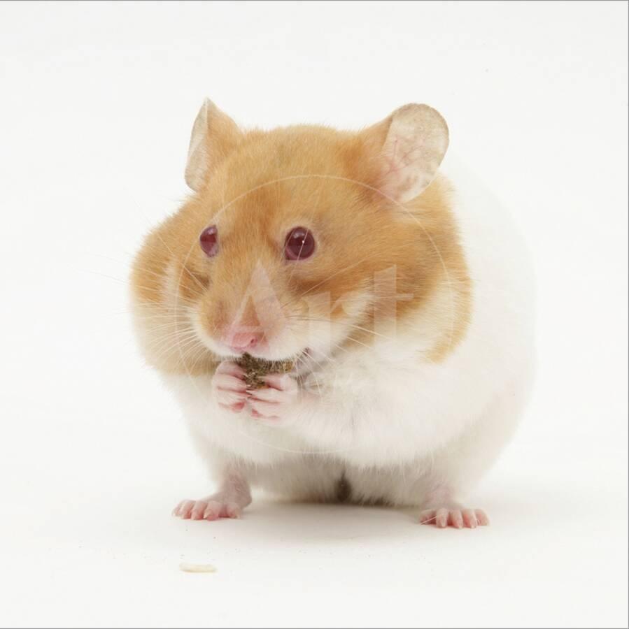 Short Haired Syrian Hamster Stuffing Its Pouches Photographic