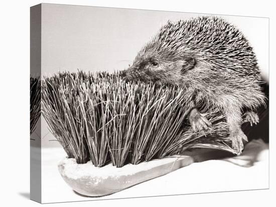 Short Sighted Hedgehog-null-Premier Image Canvas