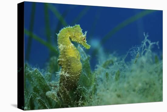 Short Snouted Seahorse (Hippocampus Hippocampus) Malta, Mediteranean, June 2009-Zankl-Premier Image Canvas