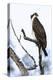 Shoshone National Forest, Wyoming. Osprey Sits on a Branch-Janet Muir-Premier Image Canvas