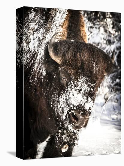 Shoshone National Forest, Wyoming, Usa. Bison with Snow on Face-Janet Muir-Premier Image Canvas