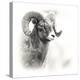 Shoshone NF, Wyoming. Black and White Photo of a Big Horn Sheep-Janet Muir-Premier Image Canvas