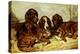 Shot and His Friends - Three Irish Red and White Setters, 1876-John Emms-Premier Image Canvas