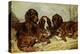 Shot and His Friends, Three Irish Red and White Setters, 1876-John Emms-Premier Image Canvas