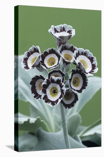 Show Auricula 'Star Wars No. 1' Flowers-Archie Young-Premier Image Canvas