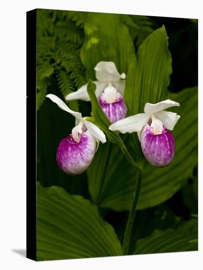 Showy Lady's Slipper, Itasca State Park, Minnesota, USA-Peter Hawkins-Premier Image Canvas