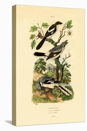 Shrikes, 1833-39-null-Premier Image Canvas