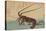 Shrimp and Lobster (Ise Ebi to Shiba Ebi)-Ando Hiroshige-Stretched Canvas