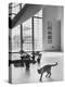 Siamese Cat in Reception Hall of Residence of Us Ambassador to India-James Burke-Premier Image Canvas