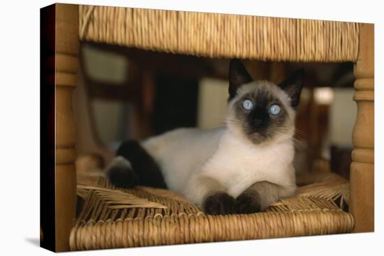 Siamese Cat on Chair-DLILLC-Premier Image Canvas