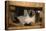 Siamese Cat on Chair-DLILLC-Premier Image Canvas