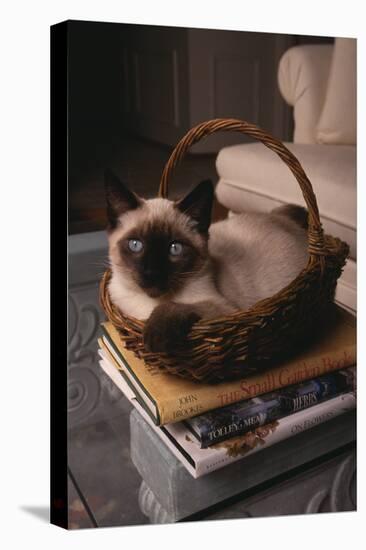 Siamese Cat Sitting in Basket on Coffee Table-DLILLC-Premier Image Canvas