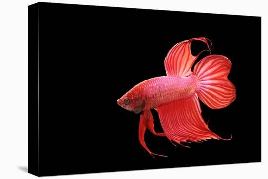 Siamese Fighting Fish Red Form Male, Full Display-null-Premier Image Canvas