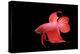 Siamese Fighting Fish Red Form Male, Full Display-null-Premier Image Canvas