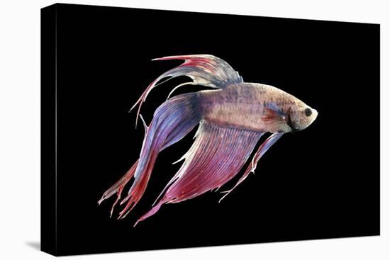 Siamese Fighting Fish-null-Premier Image Canvas