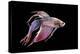 Siamese Fighting Fish-null-Premier Image Canvas