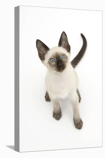 Siamese Kitten, 10 Weeks, Looking Up-Mark Taylor-Premier Image Canvas