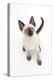 Siamese Kitten, 10 Weeks, Looking Up-Mark Taylor-Premier Image Canvas