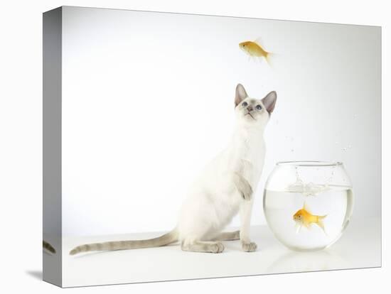 Siamese kitten with jumping goldfish-Steve Lupton-Premier Image Canvas