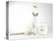 Siamese kitten with jumping goldfish-Steve Lupton-Premier Image Canvas