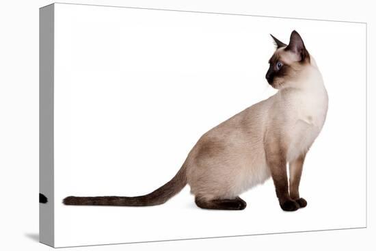 Siamese Thai Cat-Fabio Petroni-Premier Image Canvas