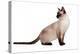 Siamese Thai Cat-Fabio Petroni-Premier Image Canvas