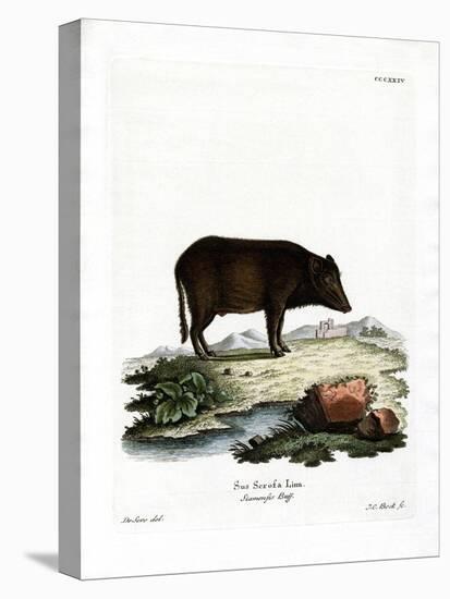 Siamese Wild Boar-null-Premier Image Canvas