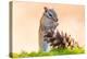 Siberian chipmunk eating pinenuts from pine cone-Edwin Giesbers-Premier Image Canvas