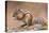 Siberian chipmunk eating, the Netherlands-Edwin Giesbers-Premier Image Canvas