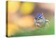 Siberian chipmunk eating, with full cheeks, The Netherlands-Edwin Giesbers-Premier Image Canvas