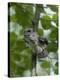 Siberian Flying Squirrel (Pteromys Volans) Baby Feeding On Leaves, Central Finland, June-Jussi Murtosaari-Premier Image Canvas