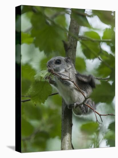 Siberian Flying Squirrel (Pteromys Volans) Baby Feeding On Leaves, Central Finland, June-Jussi Murtosaari-Premier Image Canvas