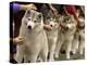 Siberian Huskies Line up During Conformation Judging-null-Premier Image Canvas