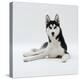 Siberian Husky Dog, Lying Down-Jane Burton-Premier Image Canvas